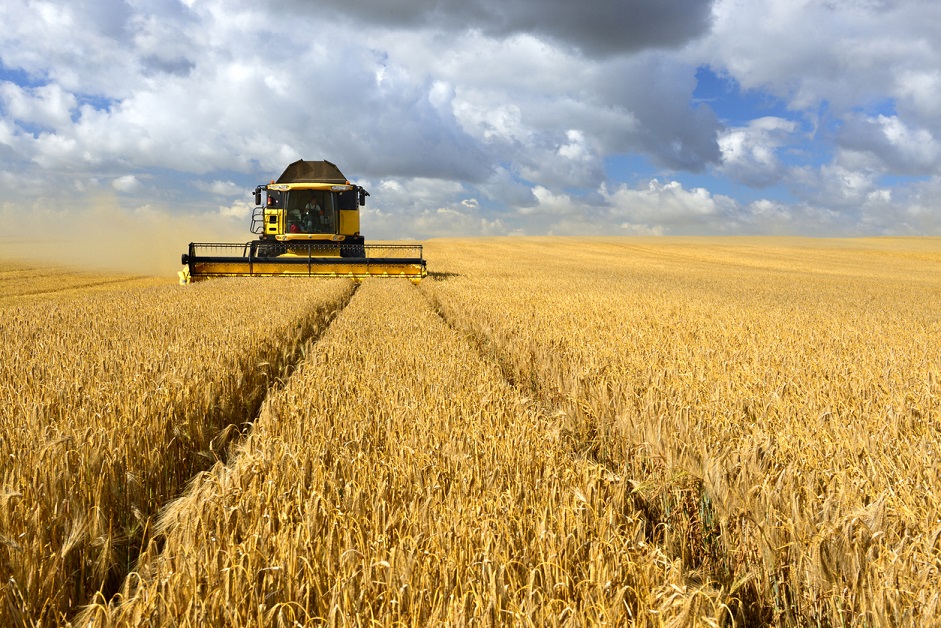 Combine Harvester in Barley Field during Harvest